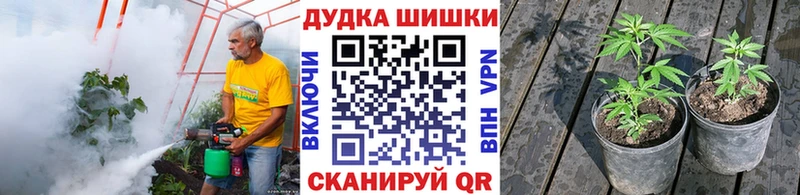 Купить  Стародуб  Шишки марихуана VHQ 